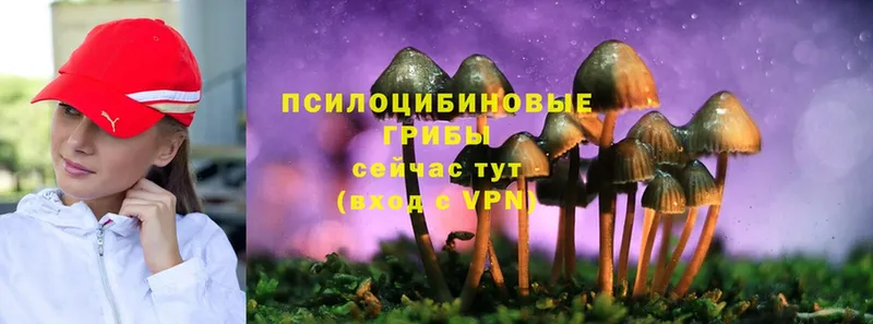 Псилоцибиновые грибы Cubensis  хочу   Семикаракорск 